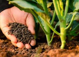 خرید و قیمت کود ارگانیک سبزیجات + فروش عمده